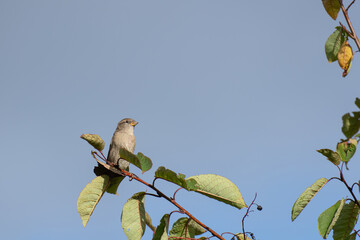 A female sparrow on a branch