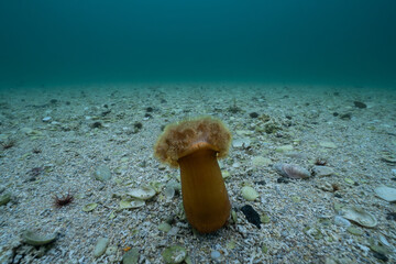 Sea anemone at the ocean floor