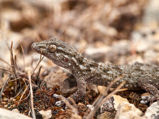 Reptile. Moorish Gecko. Tarentola mauritanica