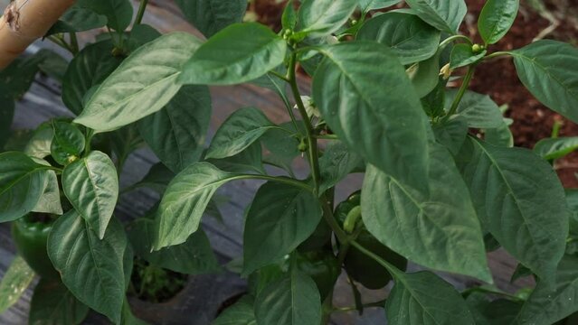 Close-up of 4-month-old bell pepper plant monosodium glutamate