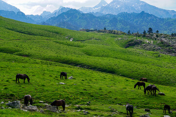 Fototapeta na wymiar Wild horses in Larra-Belagua valley in pyrenees