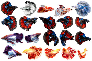 Various type of Siamese fightng fish or also known as Betta in white isolation background