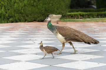 Indian Peafowl at Retiro Park in Madrid