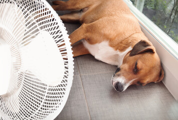 Dog lying in front of fan on kitchen floor during summer heat. Cute puppy dog stretched out on cool tiles. Keeping cat, dogs and pets cool in summer or heat waves. Female Harrier mix. Selective focus.