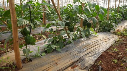Bell pepper plants have fruit after 40 days