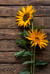 Sunflowers with ears of wheat on wooden background composition