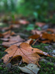 Fallen autumn leaves on woodland ground. Concept of season.