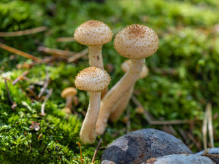 Mushrooms of honey mushrooms grow in the forest near an old stump. Sunny autumn day.