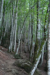 Fototapeta premium Perdidos en la naturaleza