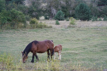 Fauna salvaje 