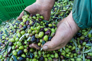 Olive harvest, detail of a farmer's hand with olives for the production of extra virgin olive oil and Italian olive oil