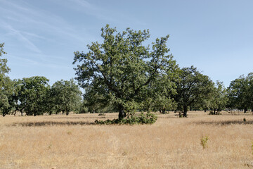 trees in the field