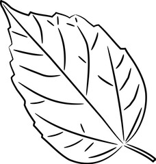 Leaf of plant whole from contour black brush lines different thickness on white background