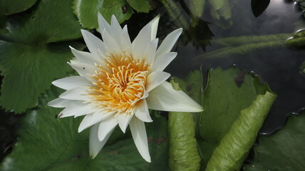 Portrait of beautiful white lotus flowers growing on the water. White water lily