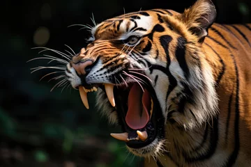 Schilderijen op glas Sumatran tiger with open mouth © Veniamin Kraskov