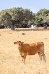 Cows in the fields of Salamanca, Spain