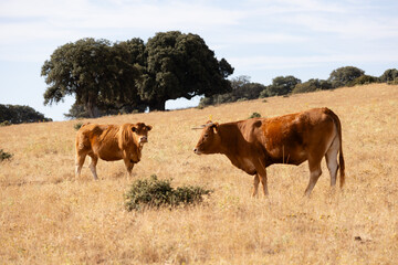 Cows in the fields of Salamanca, Spain