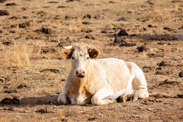 Cows in the fields of Salamanca, Spain