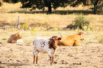 Cows in the fields of Salamanca, Spain