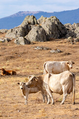 Cows in the fields of Salamanca, Spain