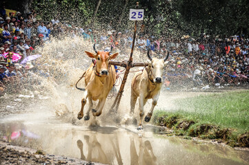 Ox racing festival on water track