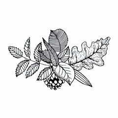 Hand-drawn composition of autumn leaves in doodle style. Vector illustration isolated on white background.
