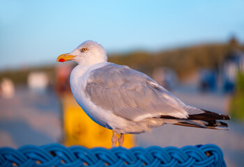 European herring gull (Larus argentatus) is a large gull with grey whitish plumage and yellow beak....