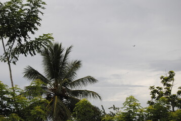 Avión por encima de la jungla