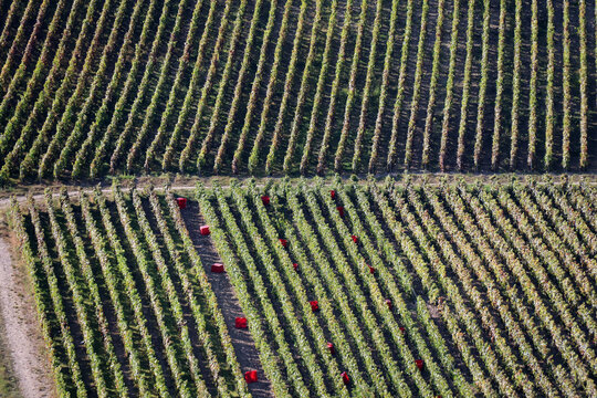 Vendange en champagne