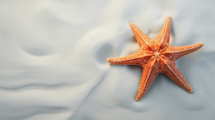 Fototapeta na wymiar Marine life banner with copy space, top view orange starfish on beach sand