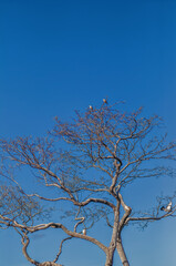 Barren Brown Tree with White Birds Underneath a Blue Sky.