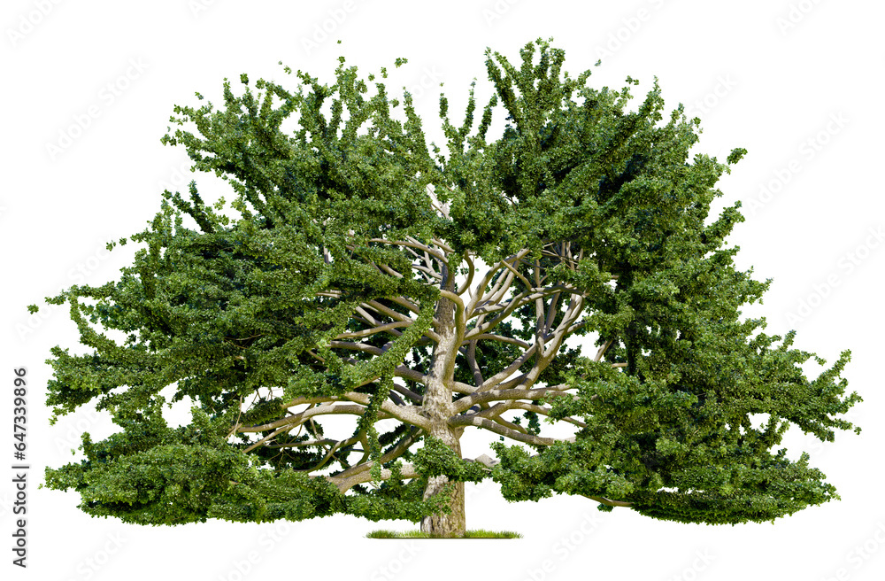 Aufkleber png tree real transparent background, real leaf texture and no white border for drag and drop, 3d il