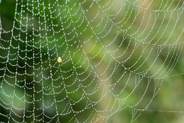 Spider web with dew drops in the morning light. Autumn in the garden. Abstract photo of dew drops.