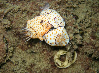 Vibrant nudibranchs in a delicate underwater ballet, laying eggs on an enchanting East Mediterranean reef. Nature's beauty below the surface