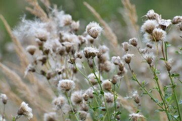 Cirsium arvense - sow thistle, weed in autumn with seeds in the wild