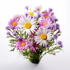 A set of flowers daisy and lavender against isolated white background