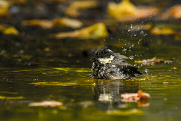 leaves in water