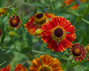 Beautiful close-up of a helenium autumnale flower