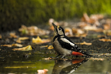 great crested grebe