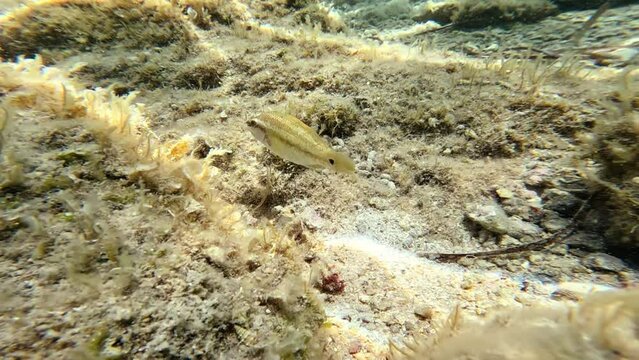 Symphodus ocellatus in its habitat