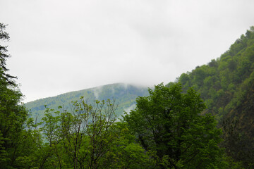 Scenic view of forest against sky