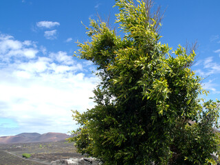 Die Kanareninsel Lanzarote in Spanien