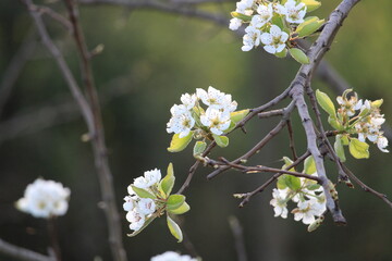 Close-up of white cherry blossoms in spring