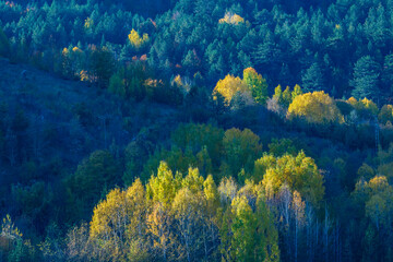 Fototapeta na wymiar autumn colors green yellow orange on trees in nature