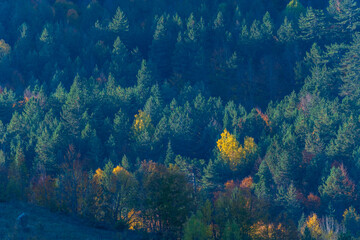 autumn colors green yellow orange on trees in nature