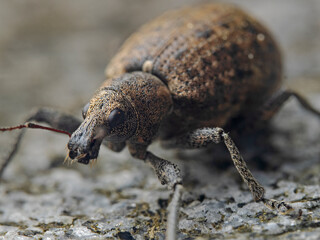 Brwon weevil on natural stone