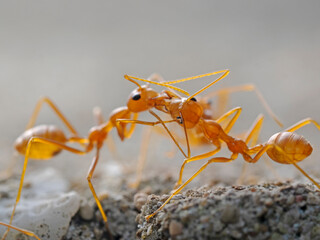 Weaver Ants head to head, Ameisen Kopf an Kopf
