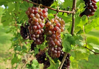 Fototapeta premium Pinot Gris grapes with multicolored berries, hanging on vine in early September