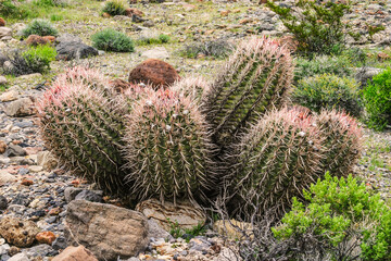 Cottontop Barrel Cactus  Death Valley National Park, California, USA