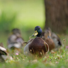Close-up photo of a mallard or wild duck (Anas platyrhynchos)  with a blurry background